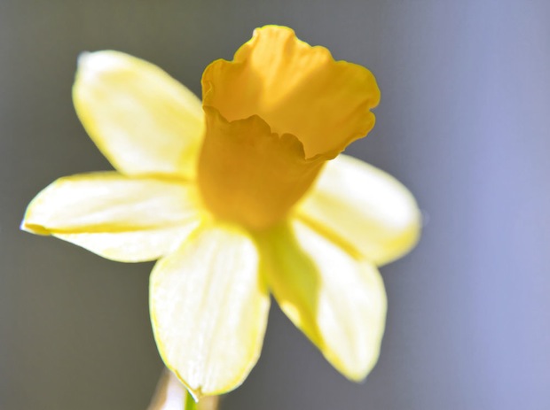 Glædelig Påske - Dansk Markedsføring